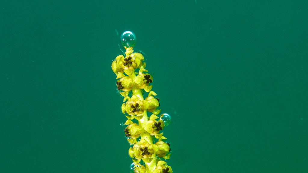Einige kleine gelbe Blüten mit Sauerstoffbläßchen