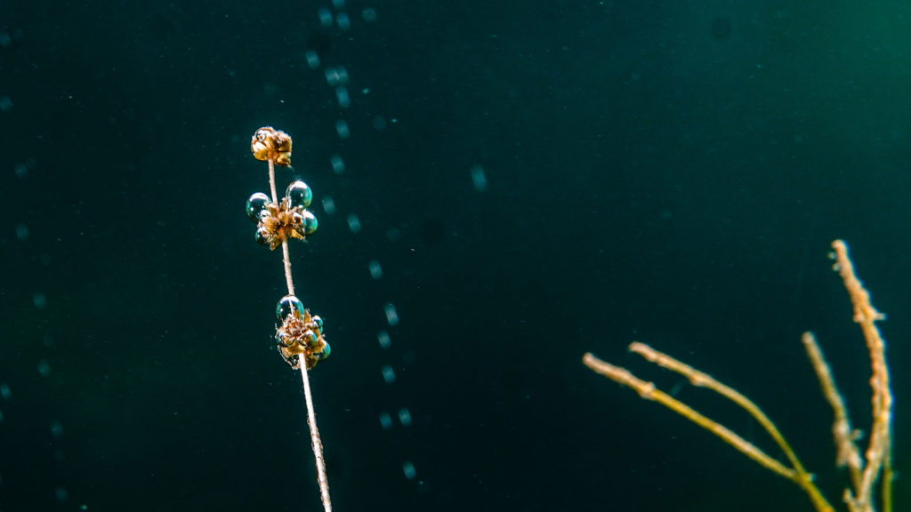 Unterwasserfoto einer Pflanze mit Sauerstoffbläßchen