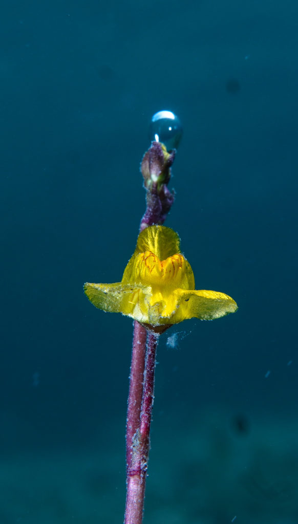 Gelbe Blüte unter Wasser